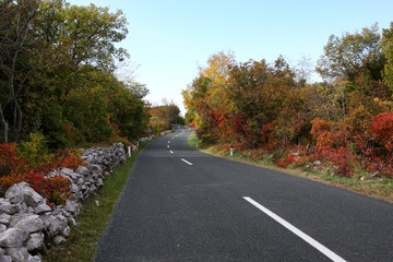 Fototapeta premium Road in autumn colors