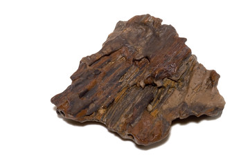 Versteinerte Baumreste