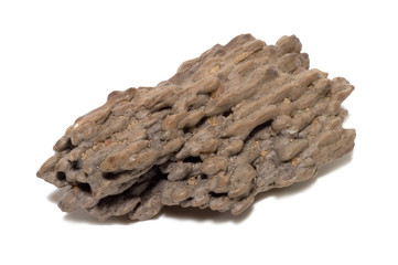 Versteinerte Baumreste