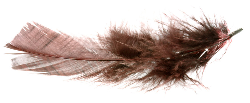 plume fond blanc