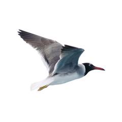 Gull 14