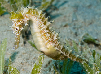 yellow sea horse