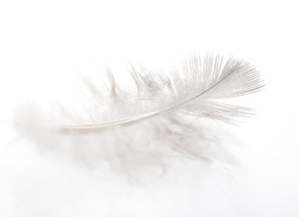 Feather..