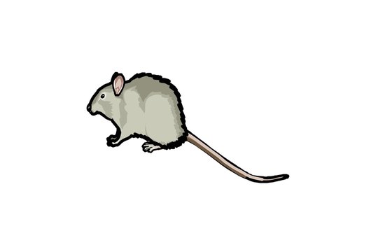 ratto