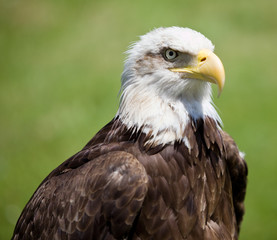 american bald eagle