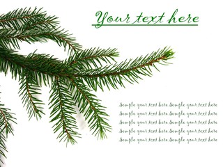 Pine tree branch on white background