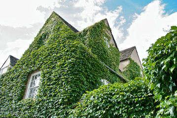 ivy on the building