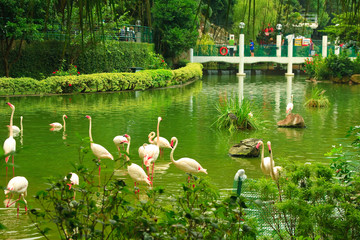 Flamingo in Kowloon park