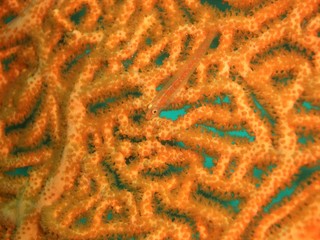 Goby fish rests on sea fan