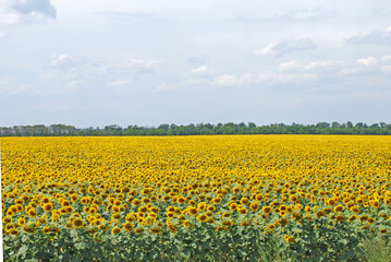 field of the flowering sunflower