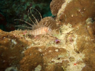 Juvenile Lionfish (Pterois spp)