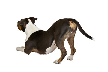 staffordshire terrier lean