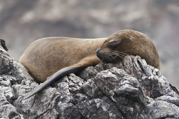 Sleeping Fur Seal