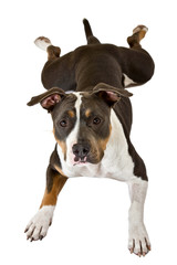 funny american staffordshire terrier