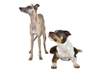 whippet and staffordshire terrier