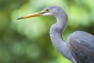 Close-up grey Heron
