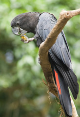 Red tailed cockatoo