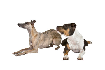 dogs laying on the floor
