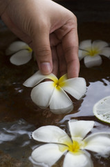 Hand hält Blüte einer Orchidee im Wasser