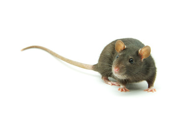 rat