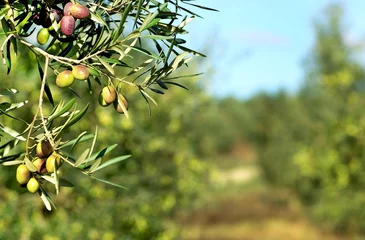 Tuinposter Olives on branch. © inacio pires