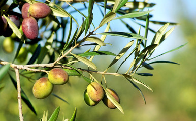Olives on branch.
