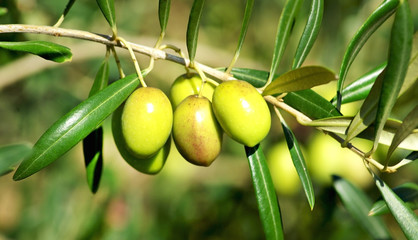 Olives on branch.