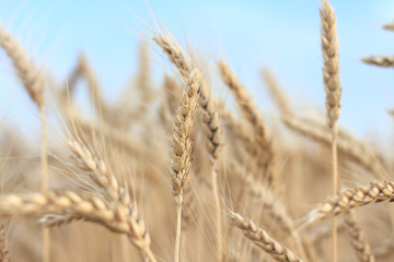 The ripe ears of wheat in field