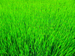 Background of the fresh green grass