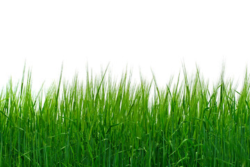 Fototapeta premium fresh grass isolated on the white