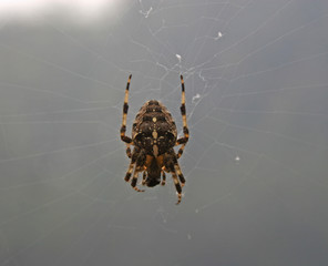 spider on web
