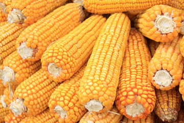 corn