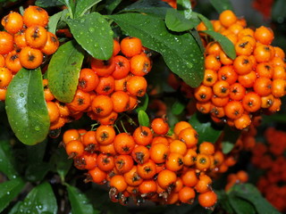 Flowering Pyracantha Bonsai Tree-1