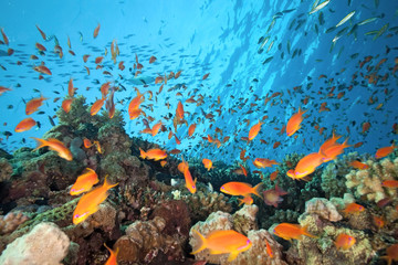 Fototapeta na wymiar Scalefin fish on the reef