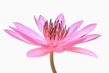 Pink Lotus on White Background