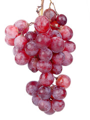Red grape