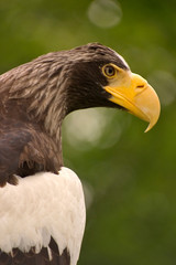 Riesenseeadler