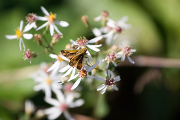 Butterfly On Flowers