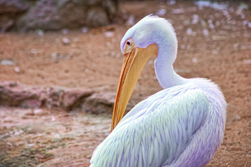 Blue pelican