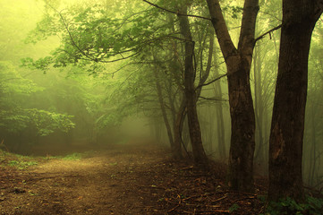 Green forest with fog