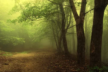 Gordijnen Groen bos met mist © andreiuc88