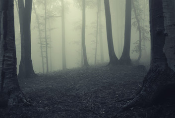Fog in dark forest