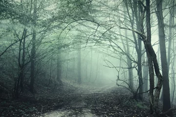 Dekokissen Nebel im Wald © andreiuc88