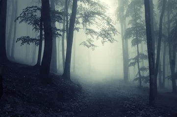 Dekokissen Wald © andreiuc88