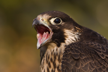 Vocie of the Hawk