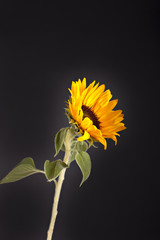 Fototapeta premium Sunflower