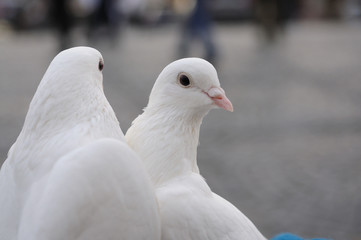 Wedding pigeons