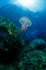 Fototapeta na wymiar meduza