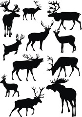 deer