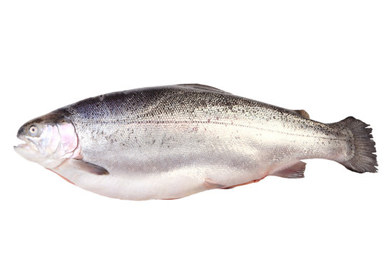salmon trout